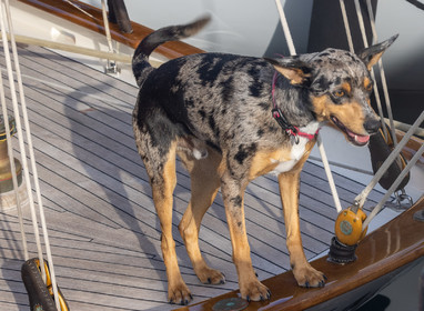 Régates Royales 2021